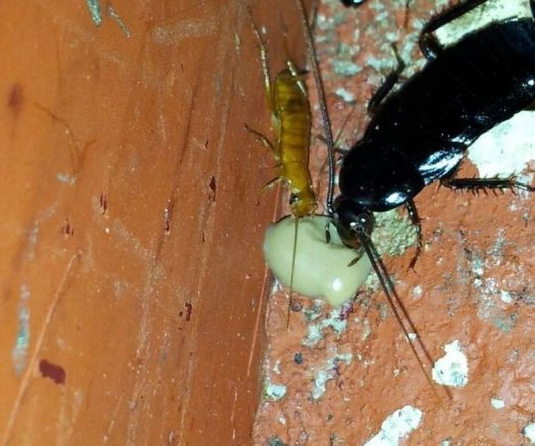Tipos de cucaracha que pueden invadir tu cocina