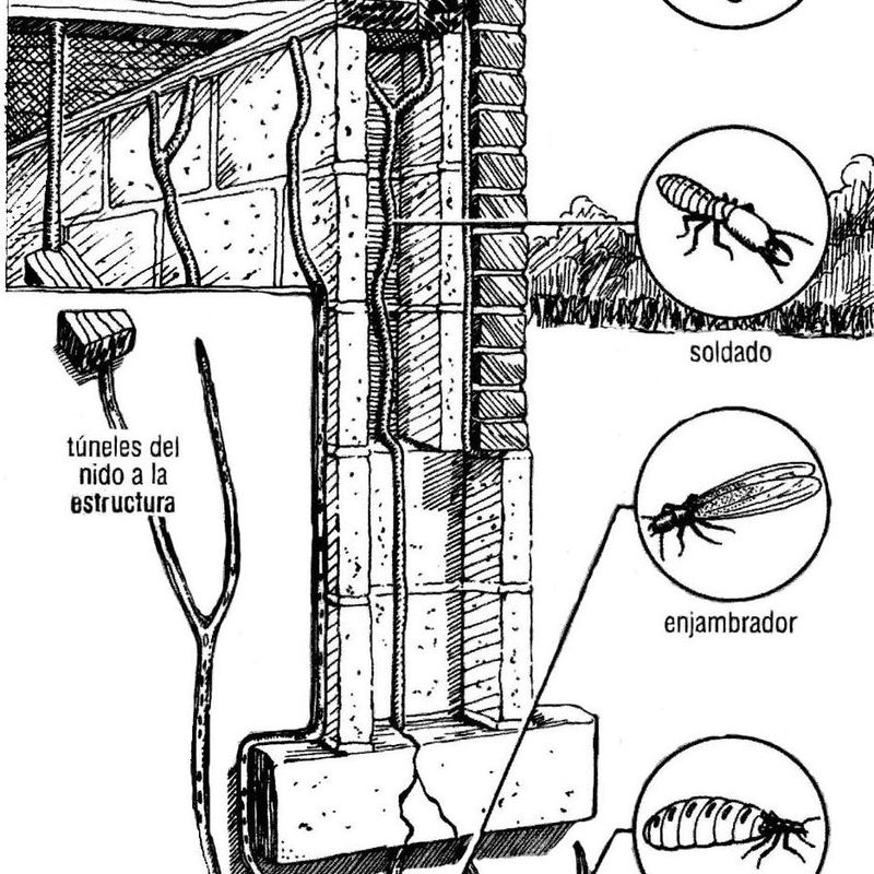 Esquema del termitero