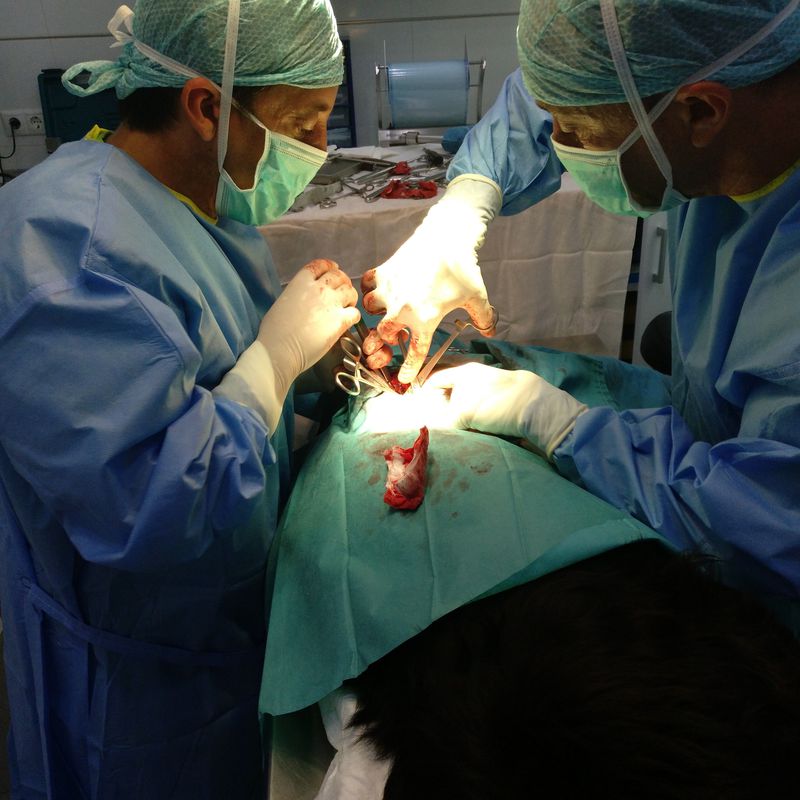 Cirugía general: Servicios de Clínica Veterinaria Llíria