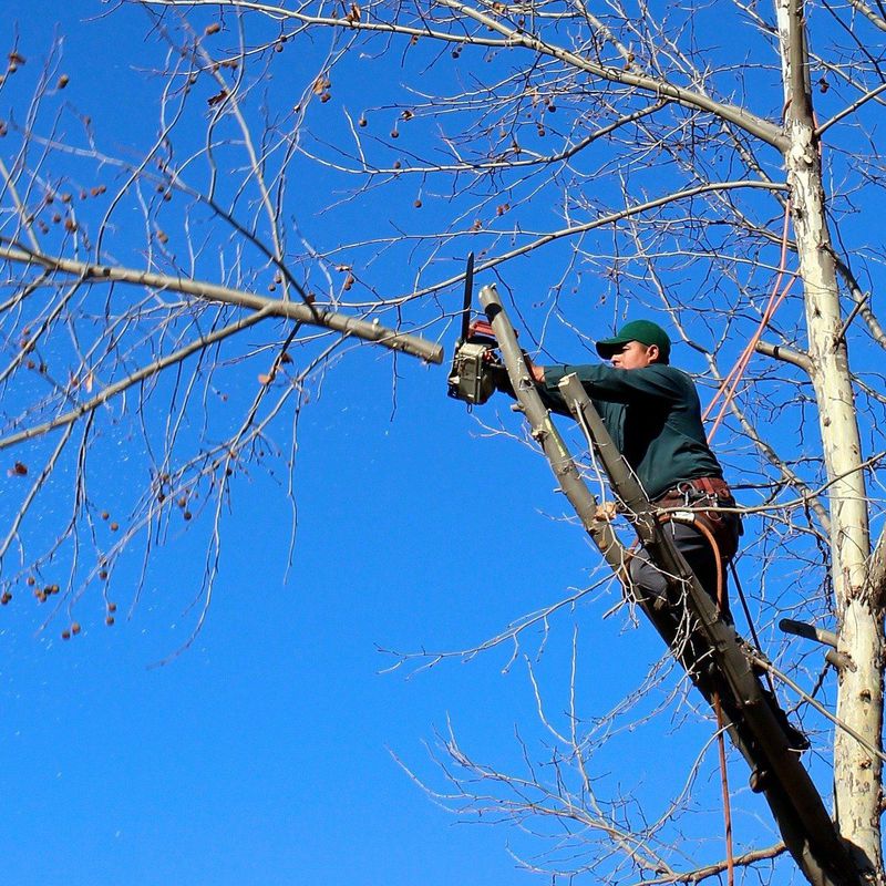 Corte y poda de árboles en altura: Servicios de Transportes y maderas El Berrón