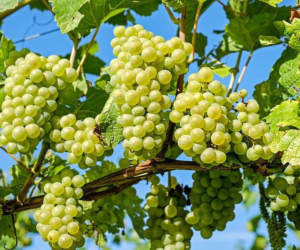 ¿Cuáles son los beneficios para la salud de tomar uvas?