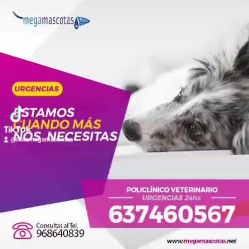 Clínica veterinaria en Molina de Segura | Megamascotas