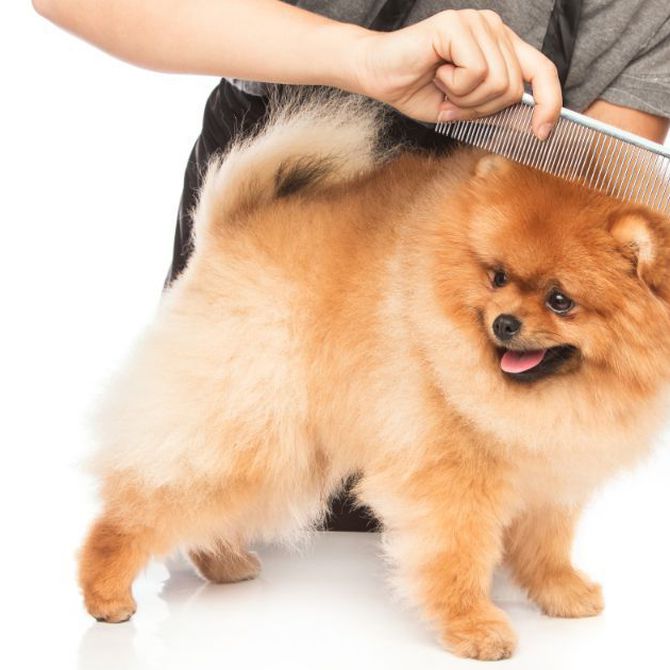 Salud, belleza e higiene: ventajas de las peluquerías caninas