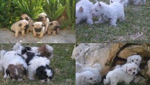 Imagen de Servicios - Venta de cachorros de todas las razas