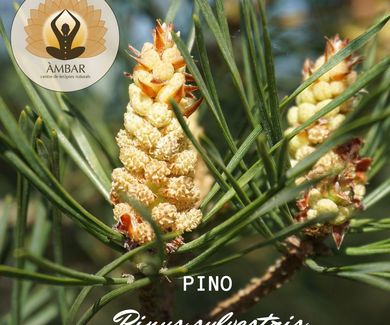 Pino (Pinus Sylvestris)