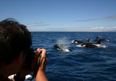 Avistamiento de Ballenas, Delfines y Orcas (3 horas)