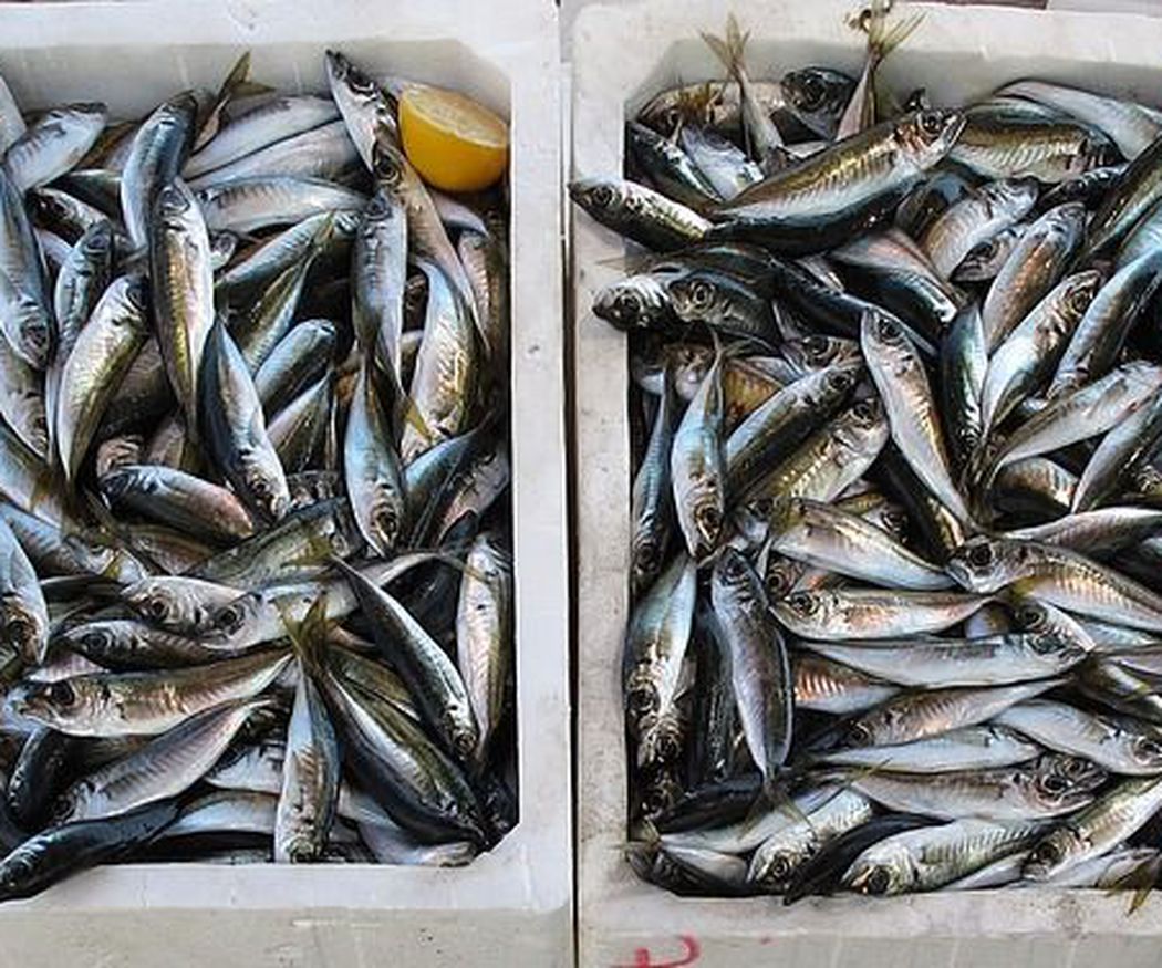 Los pescados de Ibiza según temporada