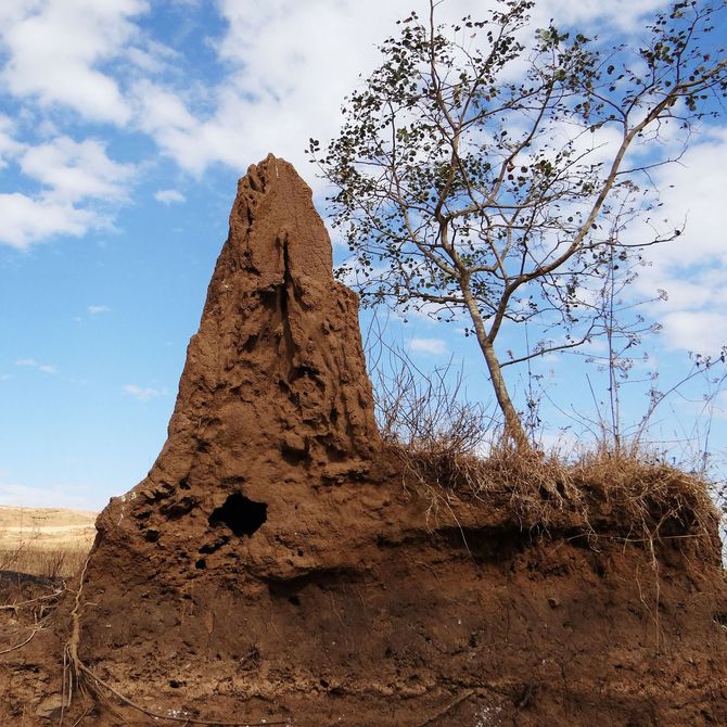 Mitos sobre las termitas