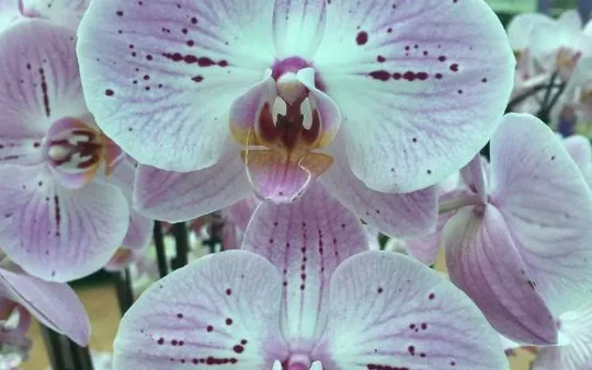 Comprar plantas en Tacoronte