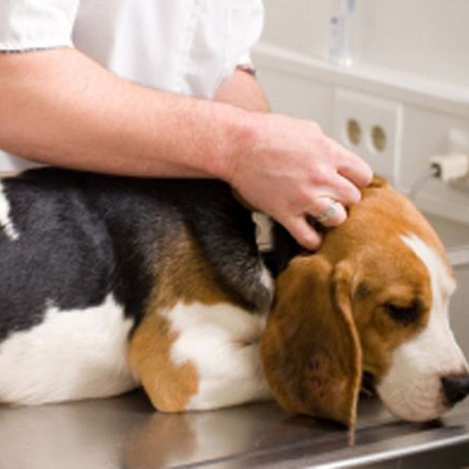 Las vacunas imprescindibles para tu perro