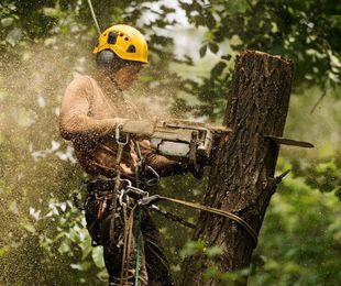 Impacto positivo de la tala responsable: Beneficios para el medio ambiente