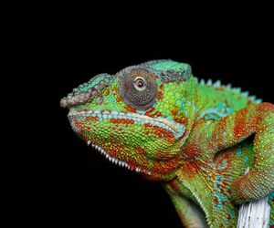 Consejos para el cuidado de reptiles domésticos