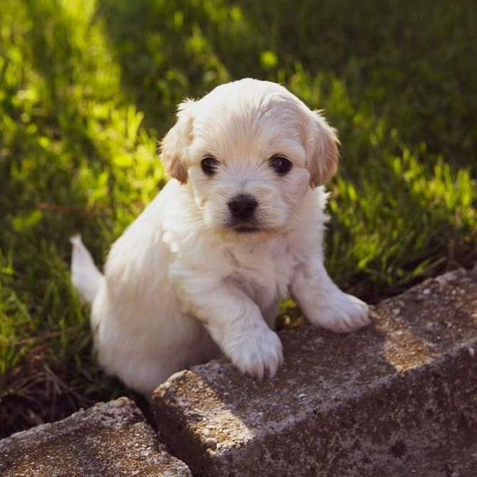 Pienso para perros cachorros