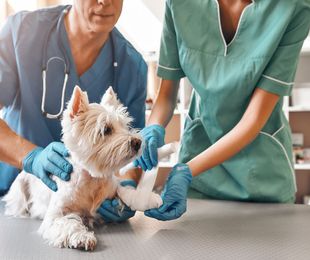 Cómo cuidar a tu perro tras una operación