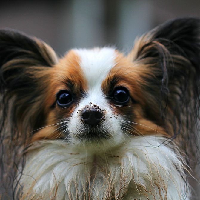 Una peluquería canina supone mucho más que estética para tu perro