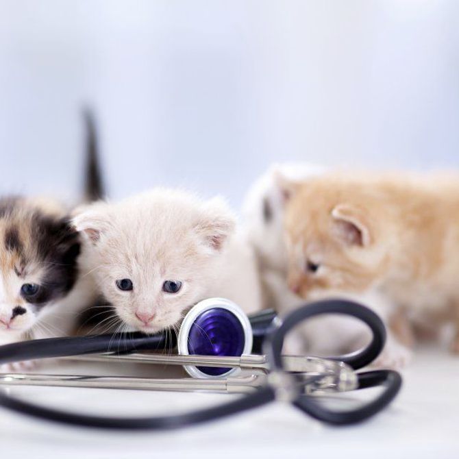 El calendario de vacunación de los gatos