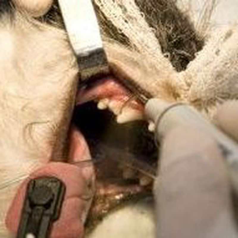 Higiene dental: Catálogo de Clínica Veterinaria Jaira