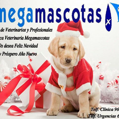 Clínica veterinaria en Molina de Segura | Megamascotas