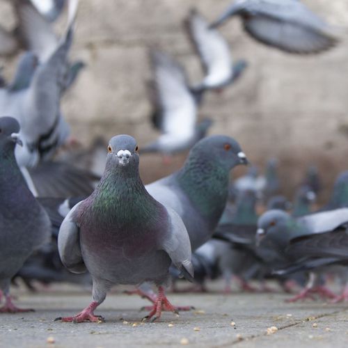 Control de palomas en Madrid
