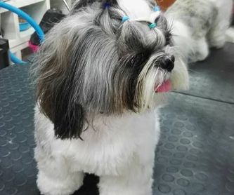 Veterinaria: Servicios de Qué Perro!! Arrecife
