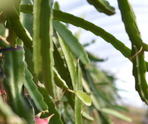 Frutas en Lepe | Jucamp Siglo XXI