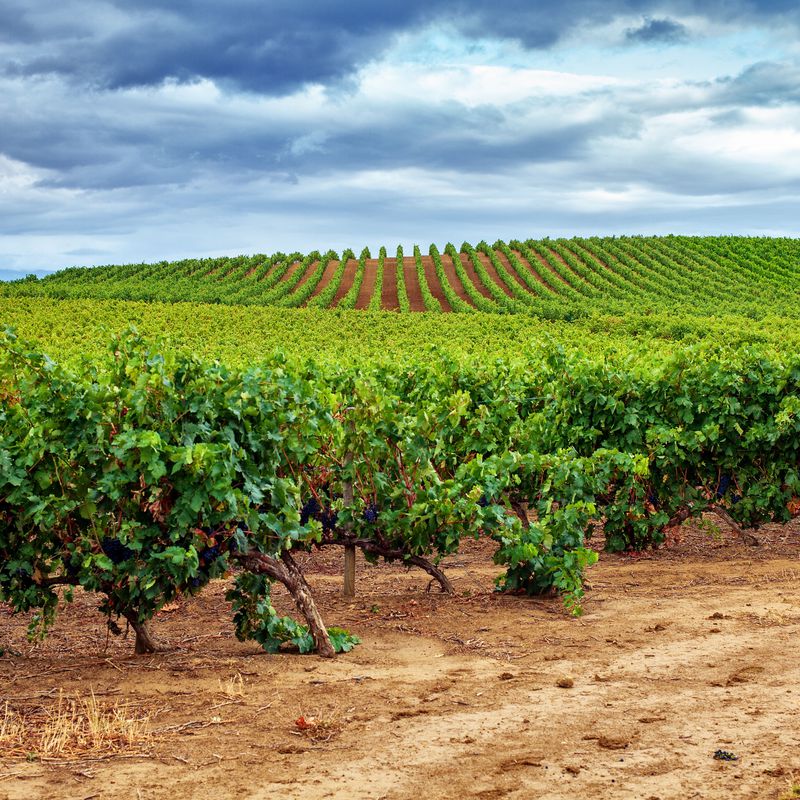 Plantación de viñas y viñedos: Servicios de AGROManchuela