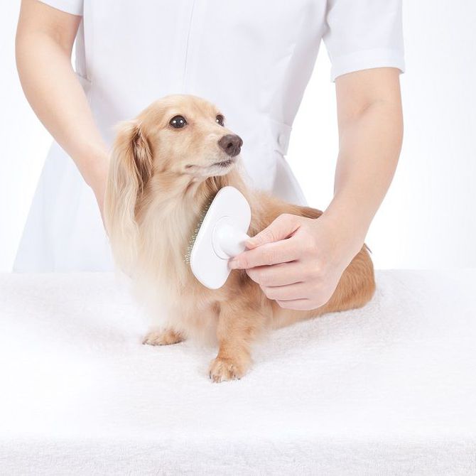 Beneficios de llevar a tu perro a una peluquería canina
