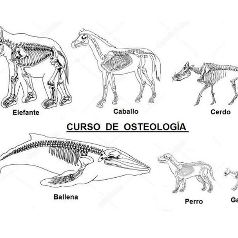 Osteologia Animal (Huesos Animales): Cursos de Formación Veterinaria Portacoeli