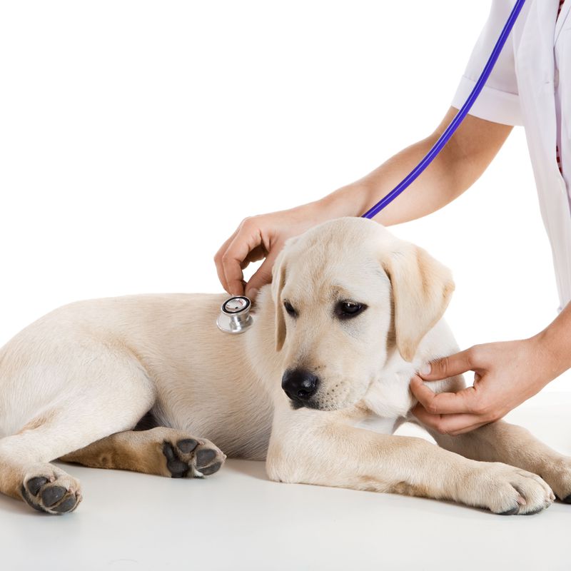 Consulta general: Servicios de Centro veterinario Amaniel