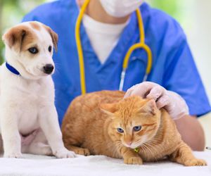 Â¿Quieren los veterinarios usar antibiÃ³ticos sin control? Â¡No!