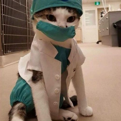 doctor gato