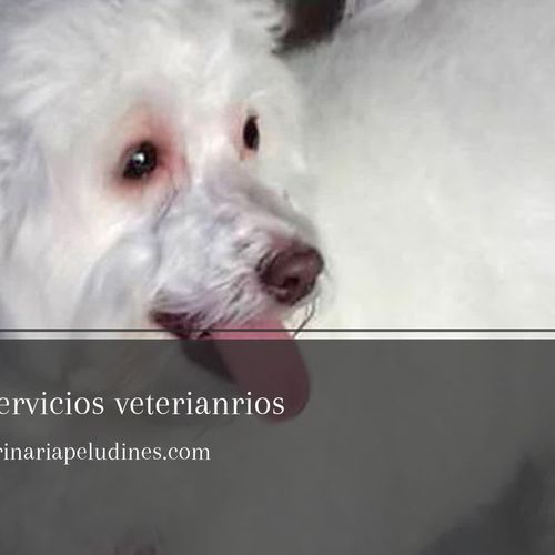 Clínica veterinaria en Utebo: Clínica Veterinaria Peludines