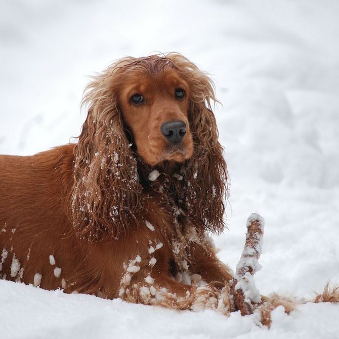 Cómo cuidar el pelo de tu perro en invierno