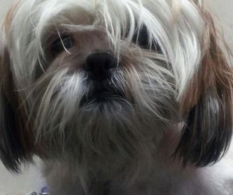 Peluqueria Canina y Felina : Peluqueria Canina y Felina  de Clínica Veterinaria Las Musas