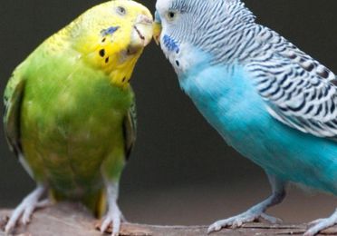 Aves