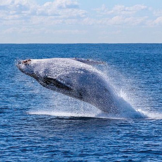 ¿Qué ballenas puedes ver en Tarifa?