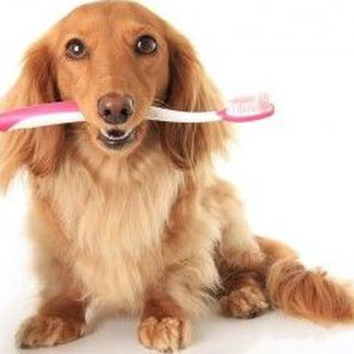Higiene dental mascotas