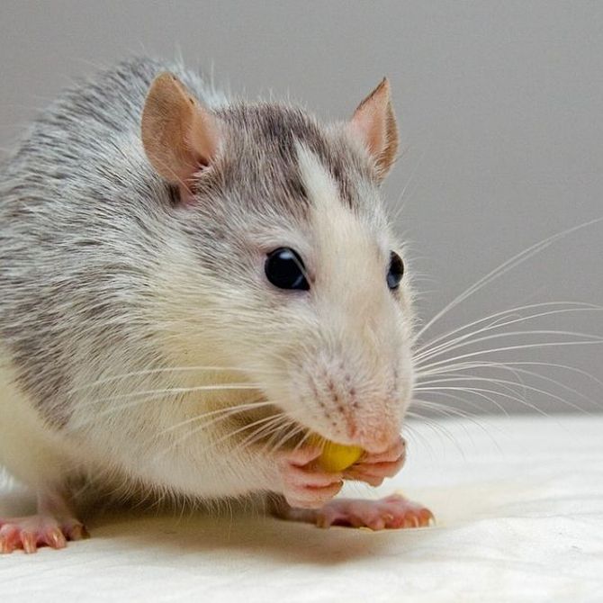 ¿Cómo contagian las ratas sus enfermedades?