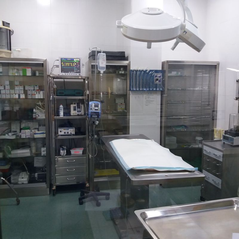 Todo tipo de servicios médicos y quirúrgicos: Servicios de Clínica principal Veterinaria Puerto Mazarrón