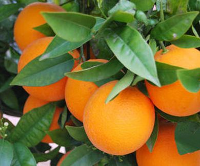 Empieza la temporada de naranjas 
