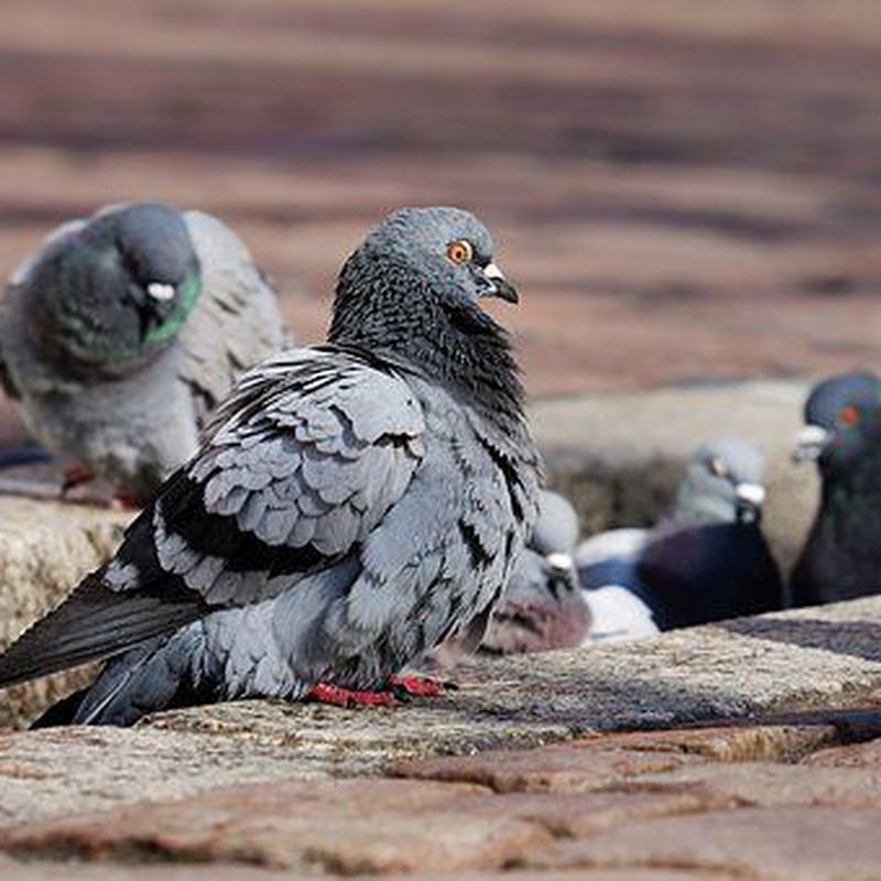 Control de aves: ¿Qué hacemos? de Plagas Blanco