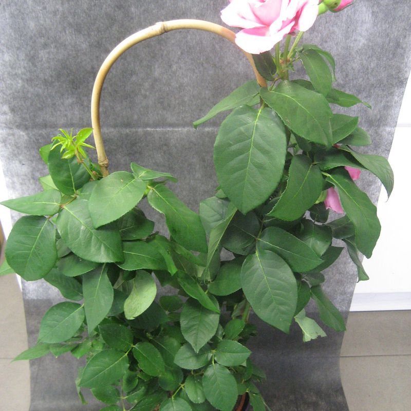 Rosal Rosita : Nuestras flores de Bouquet Flores y Plantas