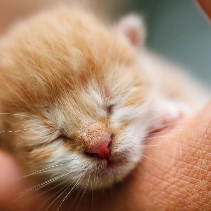 Cómo cuidar a un gato neonato sin madre