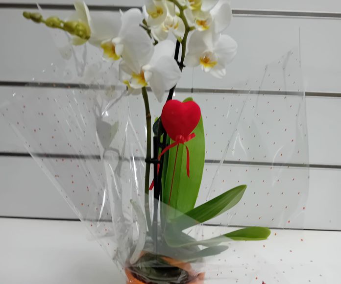Orquídea pequeña: CATALOGO de Floristería Manuela