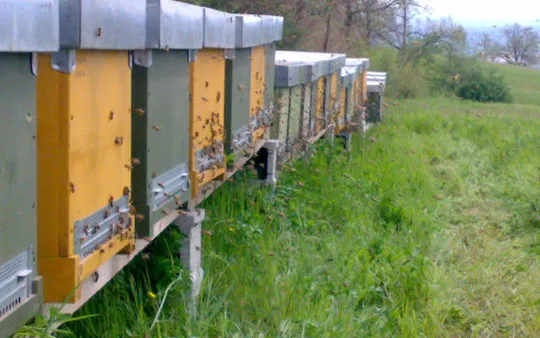 Trabajos de gestión y retirada de abejas