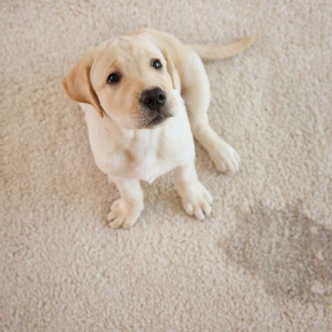 ¿Cómo enseñar hábitos de higiene a los cachorros?