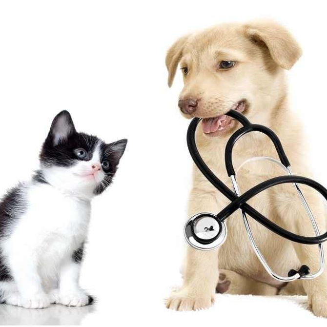 Por qué contar con una buena clínica veterinaria