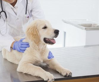 Identificación animal: Servicios  de Centro Veterinario Bienestar Animal Almerimar