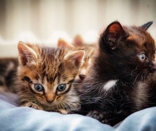 Cuidado integral de los gatos: Claves para una vida saludable y feliz