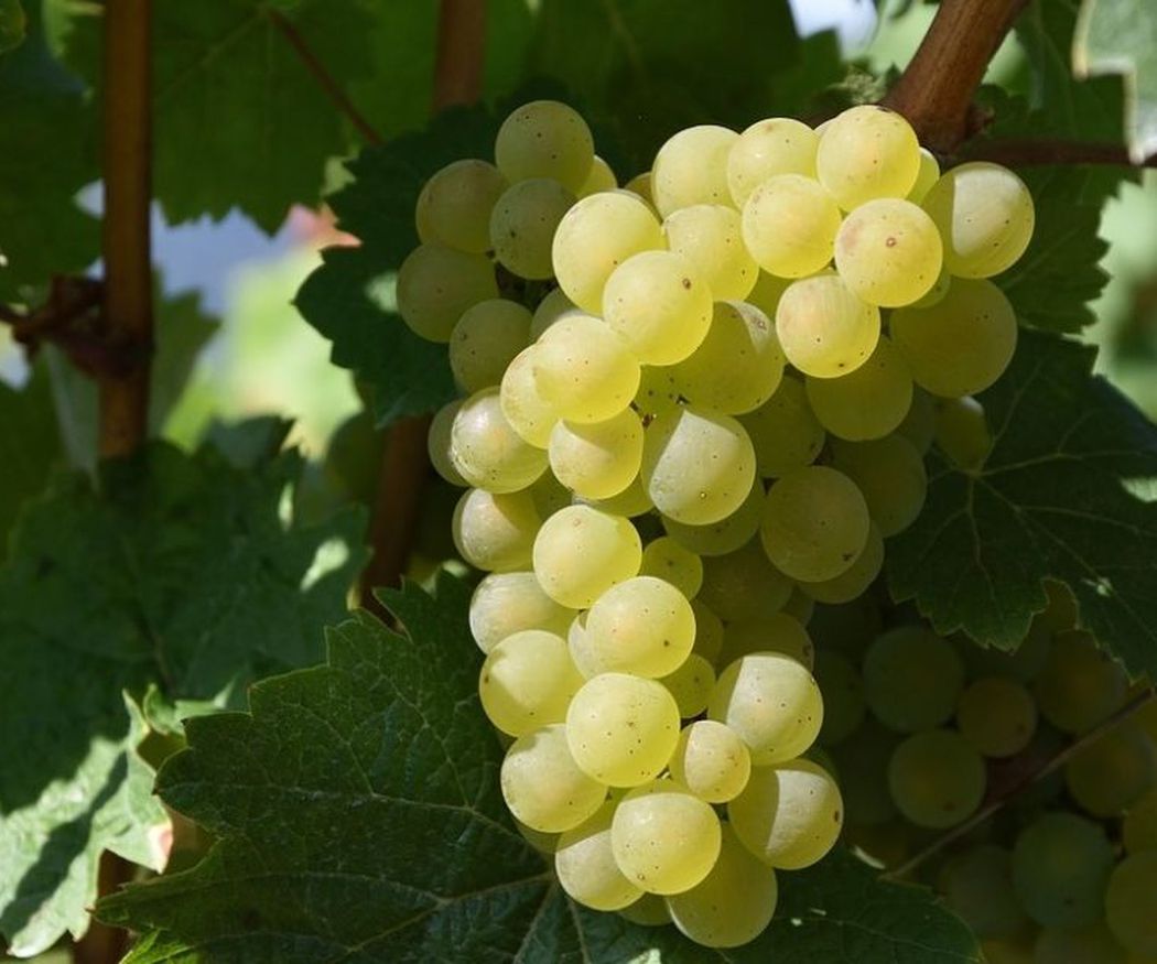 Algunas variedades de uvas blancas